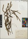 Foto von Salix humboldtiana Willd.